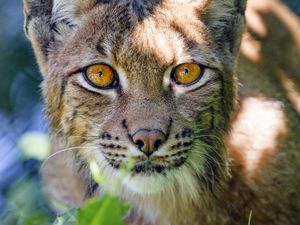 Preview wallpaper lynx, big cat, glance, animal, muzzle, plant
