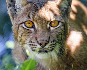 Preview wallpaper lynx, big cat, glance, animal, muzzle, plant