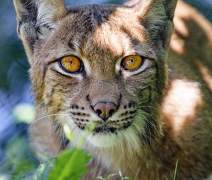 Preview wallpaper lynx, big cat, glance, animal, muzzle, plant