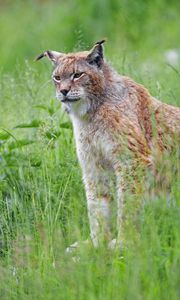 Preview wallpaper lynx, big cat, glance, animal, grass, predator