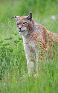 Preview wallpaper lynx, big cat, glance, animal, grass, predator