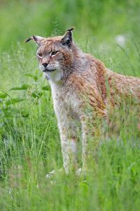 Preview wallpaper lynx, big cat, glance, animal, grass, predator