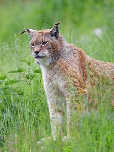 Preview wallpaper lynx, big cat, glance, animal, grass, predator