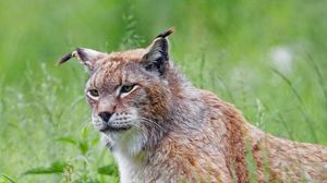 Preview wallpaper lynx, big cat, glance, animal, grass, predator
