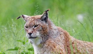 Preview wallpaper lynx, big cat, glance, animal, grass, predator