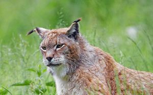 Preview wallpaper lynx, big cat, glance, animal, grass, predator