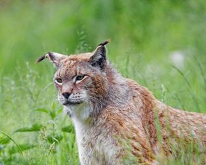 Preview wallpaper lynx, big cat, glance, animal, grass, predator