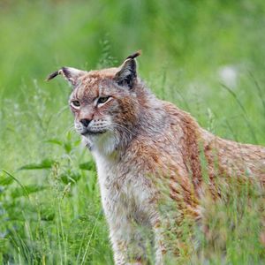 Preview wallpaper lynx, big cat, glance, animal, grass, predator