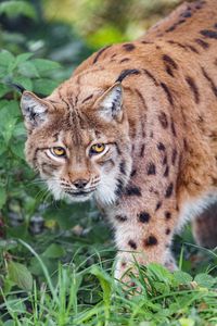 Preview wallpaper lynx, big cat, grass
