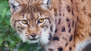 Preview wallpaper lynx, big cat, grass