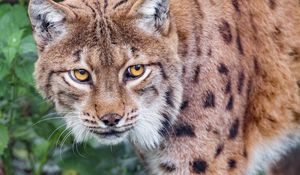 Preview wallpaper lynx, big cat, grass