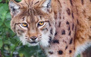 Preview wallpaper lynx, big cat, grass
