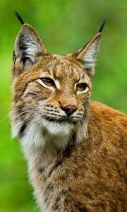 Preview wallpaper lynx, big cat, muzzle, ears, grass