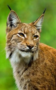 Preview wallpaper lynx, big cat, muzzle, ears, grass