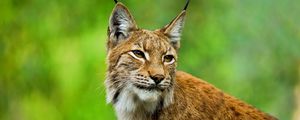 Preview wallpaper lynx, big cat, muzzle, ears, grass