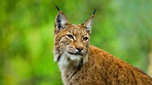 Preview wallpaper lynx, big cat, muzzle, ears, grass