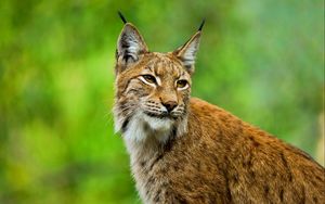 Preview wallpaper lynx, big cat, muzzle, ears, grass