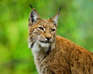 Preview wallpaper lynx, big cat, muzzle, ears, grass