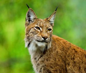 Preview wallpaper lynx, big cat, muzzle, ears, grass