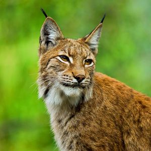 Preview wallpaper lynx, big cat, muzzle, ears, grass