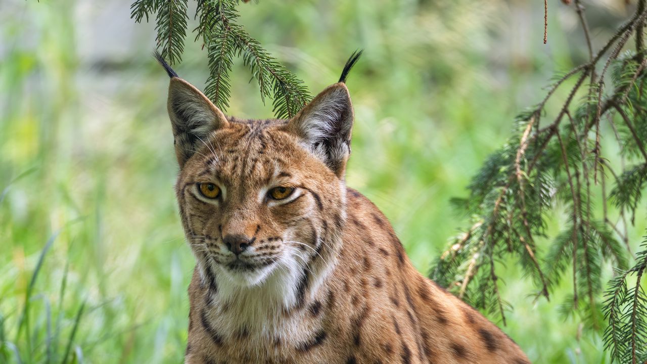Wallpaper lynx, big cat, predator, wild