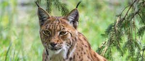 Preview wallpaper lynx, big cat, predator, wild