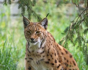 Preview wallpaper lynx, big cat, predator, wild