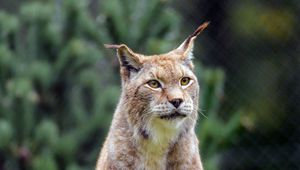 Preview wallpaper lynx, big cat, predator, glance