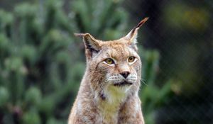 Preview wallpaper lynx, big cat, predator, glance
