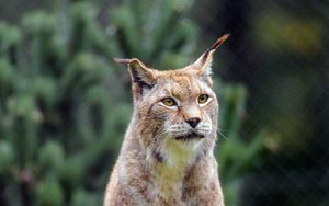 Preview wallpaper lynx, big cat, predator, glance