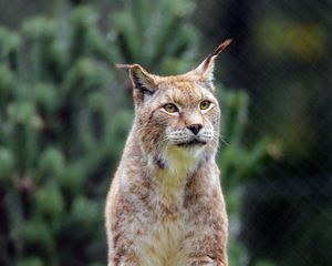 Preview wallpaper lynx, big cat, predator, glance