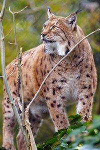 Preview wallpaper lynx, big cat, predator, animal, brown
