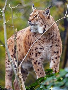 Preview wallpaper lynx, big cat, predator, animal, brown