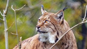 Preview wallpaper lynx, big cat, predator, animal, brown
