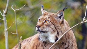 Preview wallpaper lynx, big cat, predator, animal, brown