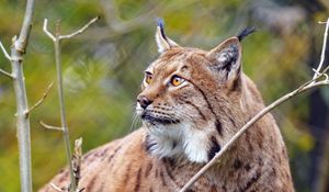 Preview wallpaper lynx, big cat, predator, animal, brown