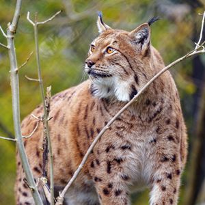 Preview wallpaper lynx, big cat, predator, animal, brown