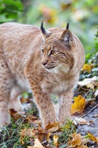 Preview wallpaper lynx, big cat, predator, brown, wild