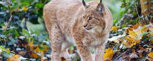 Preview wallpaper lynx, big cat, predator, brown, wild