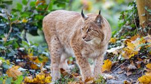 Preview wallpaper lynx, big cat, predator, brown, wild