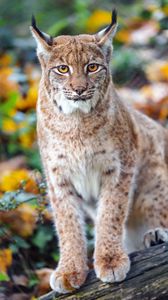 Preview wallpaper lynx, big cat, predator, brown, glance