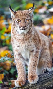 Preview wallpaper lynx, big cat, predator, brown, glance