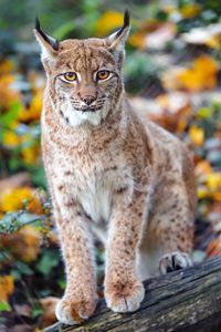Preview wallpaper lynx, big cat, predator, brown, glance