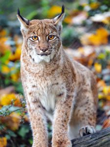 Preview wallpaper lynx, big cat, predator, brown, glance