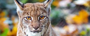 Preview wallpaper lynx, big cat, predator, brown, glance