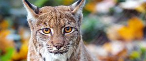 Preview wallpaper lynx, big cat, predator, brown, glance