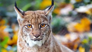 Preview wallpaper lynx, big cat, predator, brown, glance