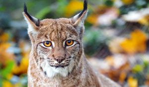 Preview wallpaper lynx, big cat, predator, brown, glance