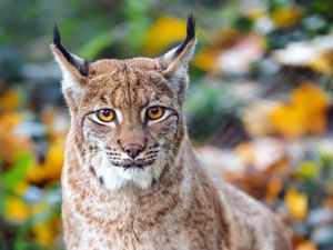 Preview wallpaper lynx, big cat, predator, brown, glance