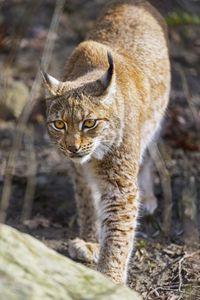 Preview wallpaper lynx, big cat, predator, wildlife